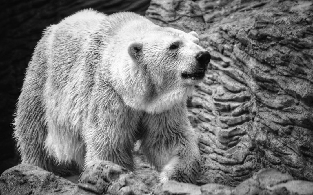 Come Salvare il Patrimonio Durante un Contenzioso